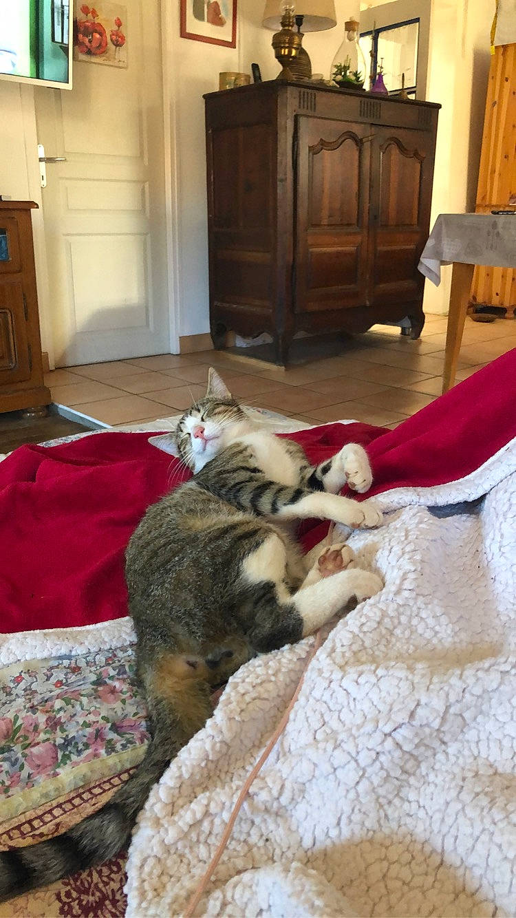 Pacha a rejoint le concours — aidez-le/la à gagner de superbes lots ! canidae, carnivore, cat, comfort, fawn, floor, flooring, fur, furniture, room