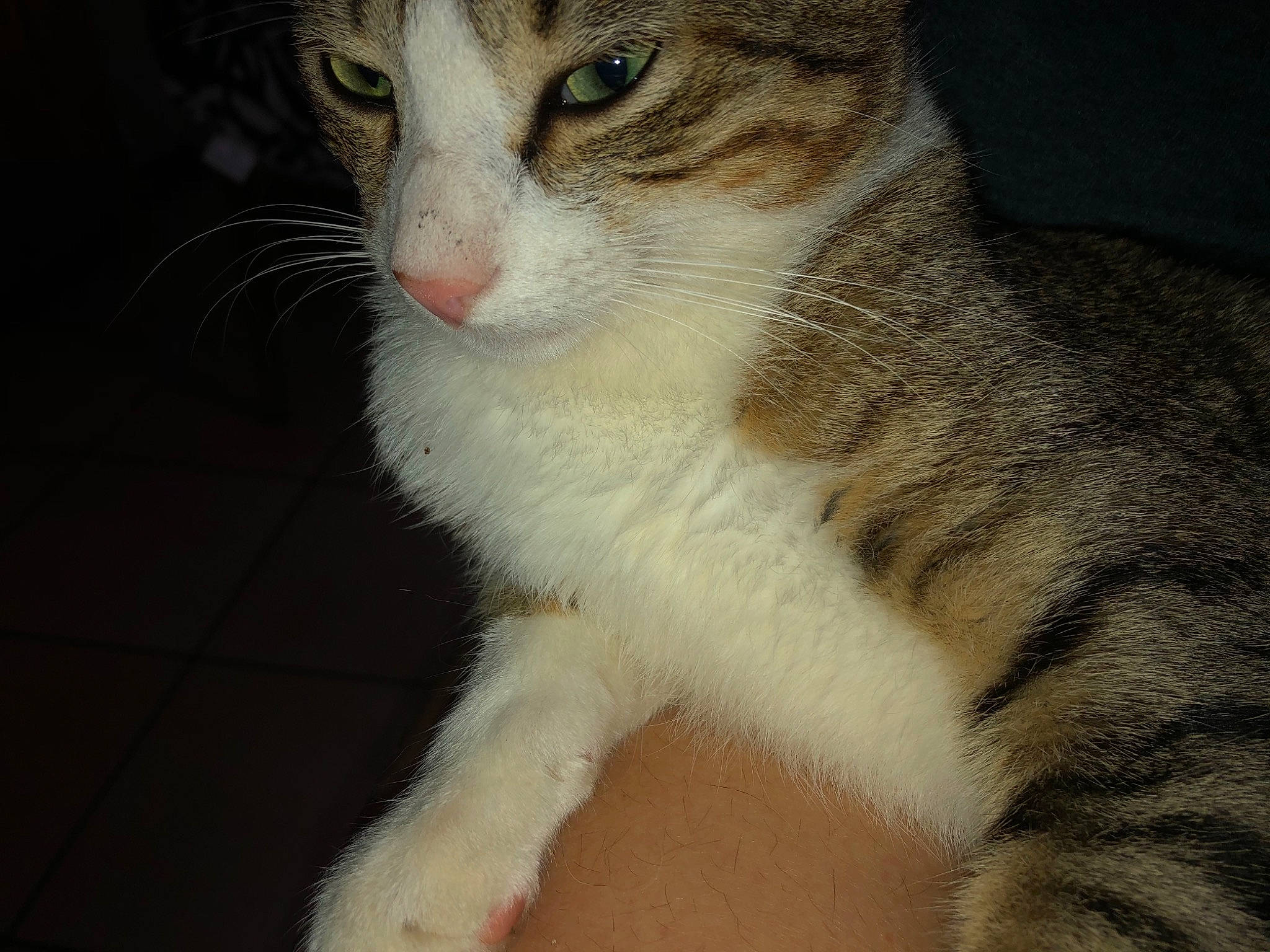 Pacha participe au concours pour gagner de l'argent avec cette photo : aegean_cat, american_curl, american_wirehair, asian, carnivore, cat, domestic_short_haired_cat, european_shorthair, eye, felidae, fur, kitten, mammal, nose, paw, polydactyl_cat, small_to_medium_sized_cats, snout, tabby_cat, whiskers