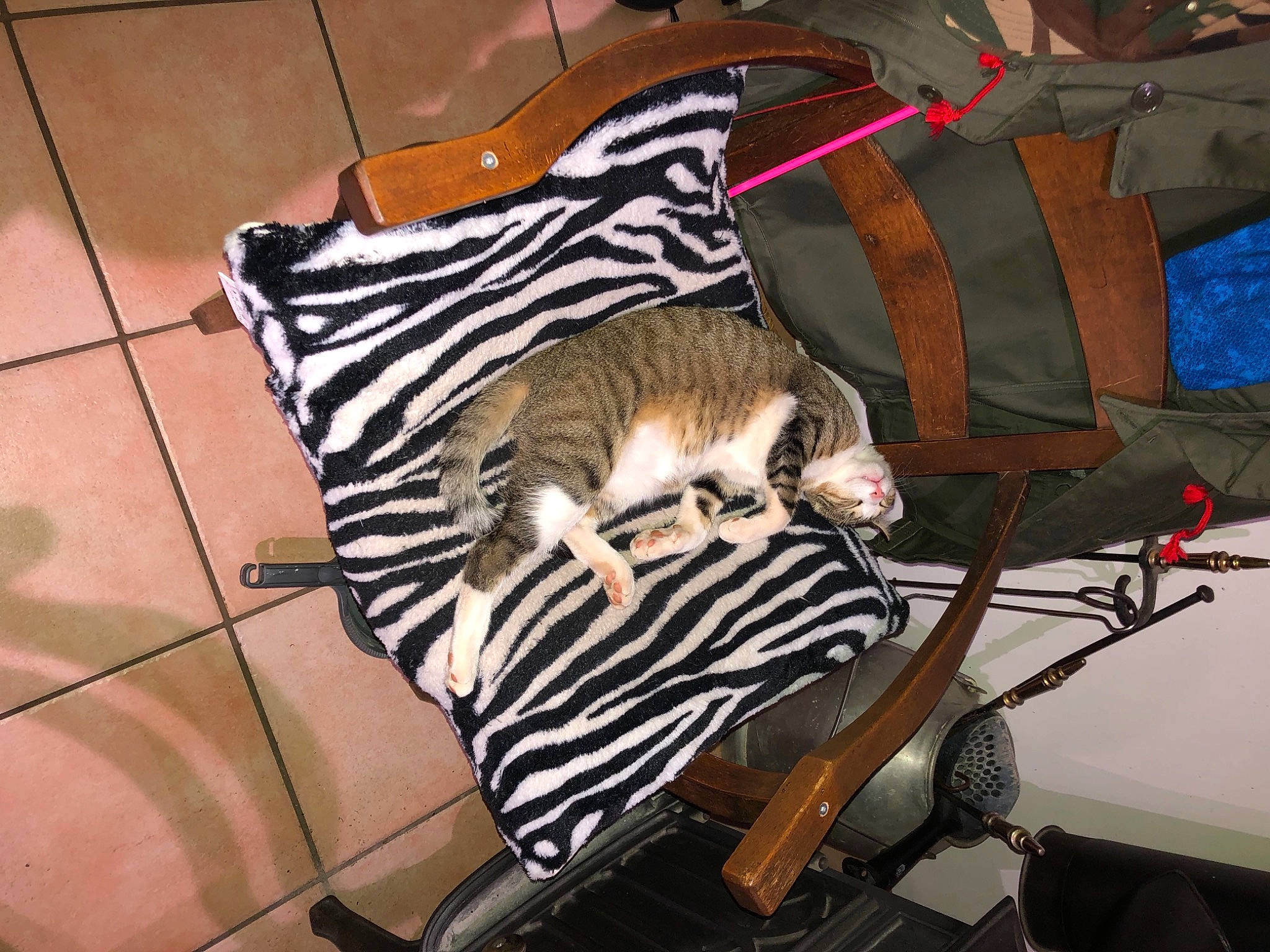 Pacha a rejoint le concours — aidez-le/la à gagner de superbes lots ! carnivore, fawn, felidae, whiskers, wildlife