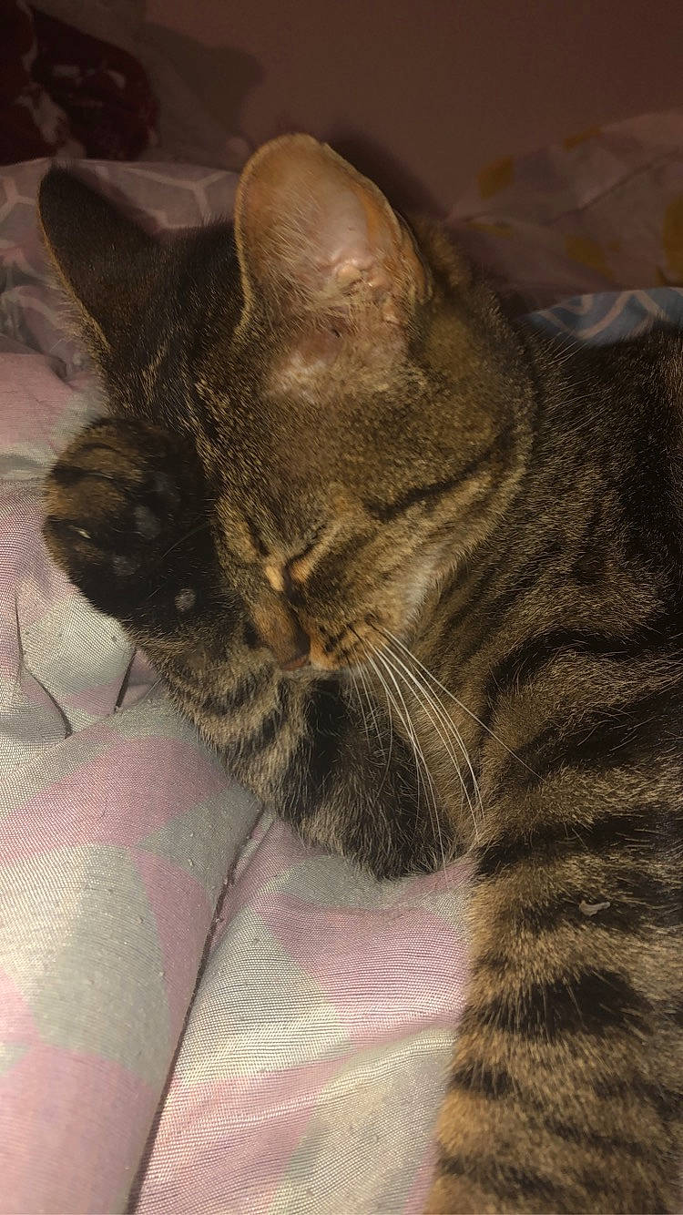 Choupette a rejoint le concours — aidez-le/la à gagner de superbes lots ! american_shorthair, asian, california_spangled, carnivore, cat, domestic_short_haired_cat, dragon_li, egyptian_mau, european_shorthair, felidae, fur, german_rex, kitten, mammal, ocicat, pixie_bob, small_to_medium_sized_cats, snout, tabby_cat, whiskers