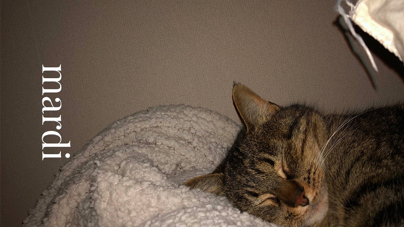 Choupette participe au concours pour gagner de l'argent avec cette photo : asian, australian_mist, california_spangled, carnivore, cat, domestic_short_haired_cat, dragon_li, european_shorthair, felidae, fur, german_rex, kitten, mammal, nap, ocicat, pixie_bob, small_to_medium_sized_cats, tabby_cat, whiskers