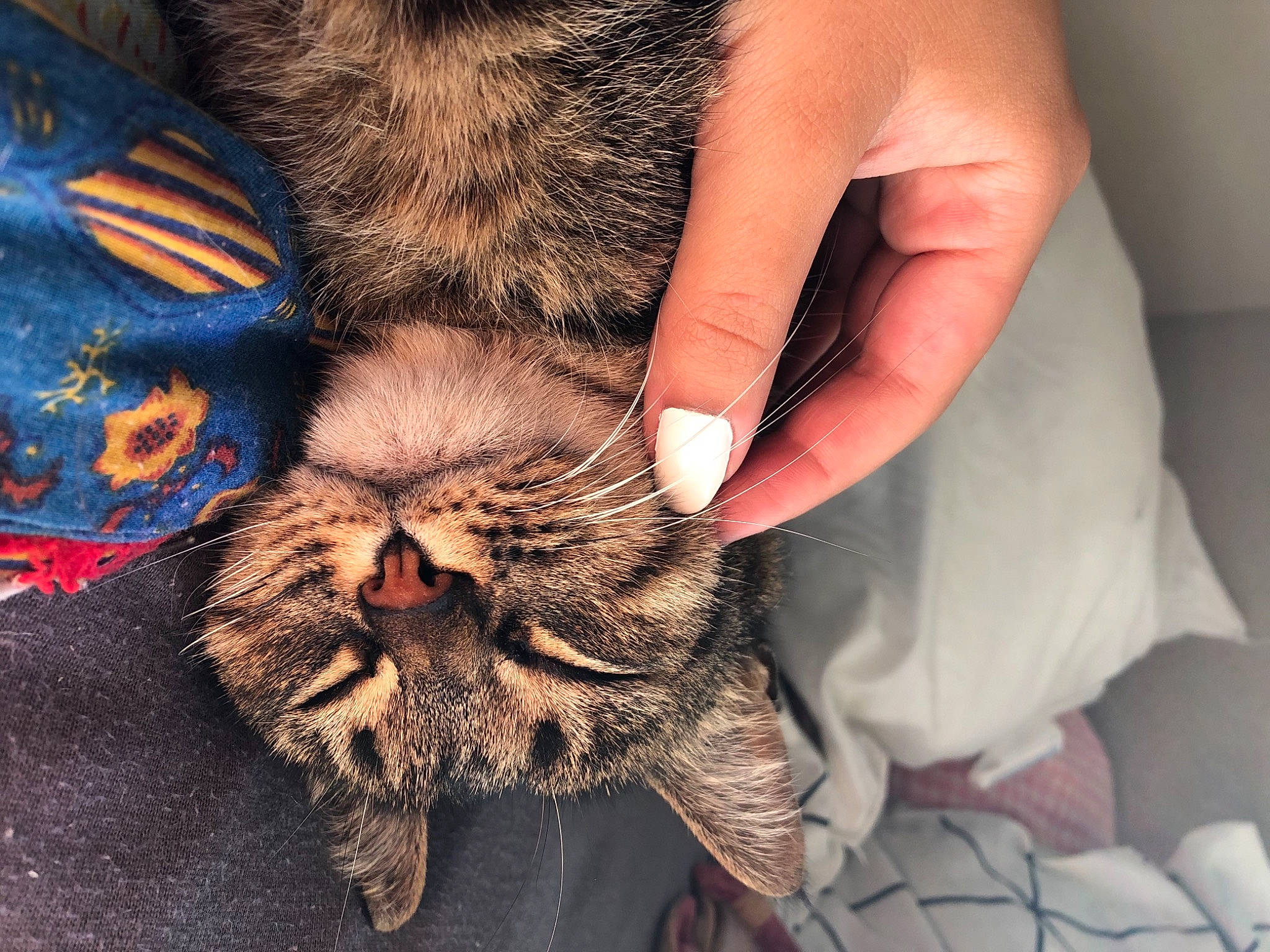 Choupette a rejoint le concours — aidez-le/la à gagner de superbes lots ! carnivore, cat, claw, domestic_short_haired_cat, dragon_li, ear, european_shorthair, eye, felidae, finger, fur, hand, kitten, nose, pixie_bob, skin, small_to_medium_sized_cats, snout, tabby_cat, whiskers