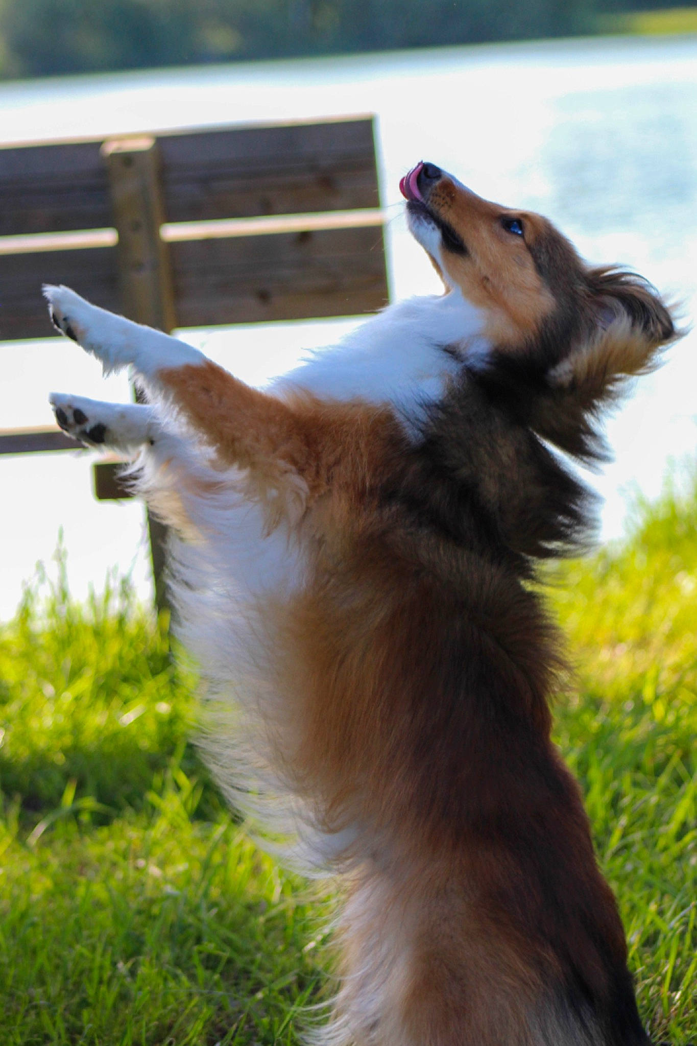 Uno a rejoint le concours — aidez-le/la à gagner de superbes lots ! canidae, carnivore, collie, companion_dog, dog, dog_breed, fawn, fur, grass, herding_dog, plant, rough_collie, shetland_sheepdog, small_to_medium_sized_cats, snout, sporting_group, tail, terrestrial_animal, whiskers, wood
