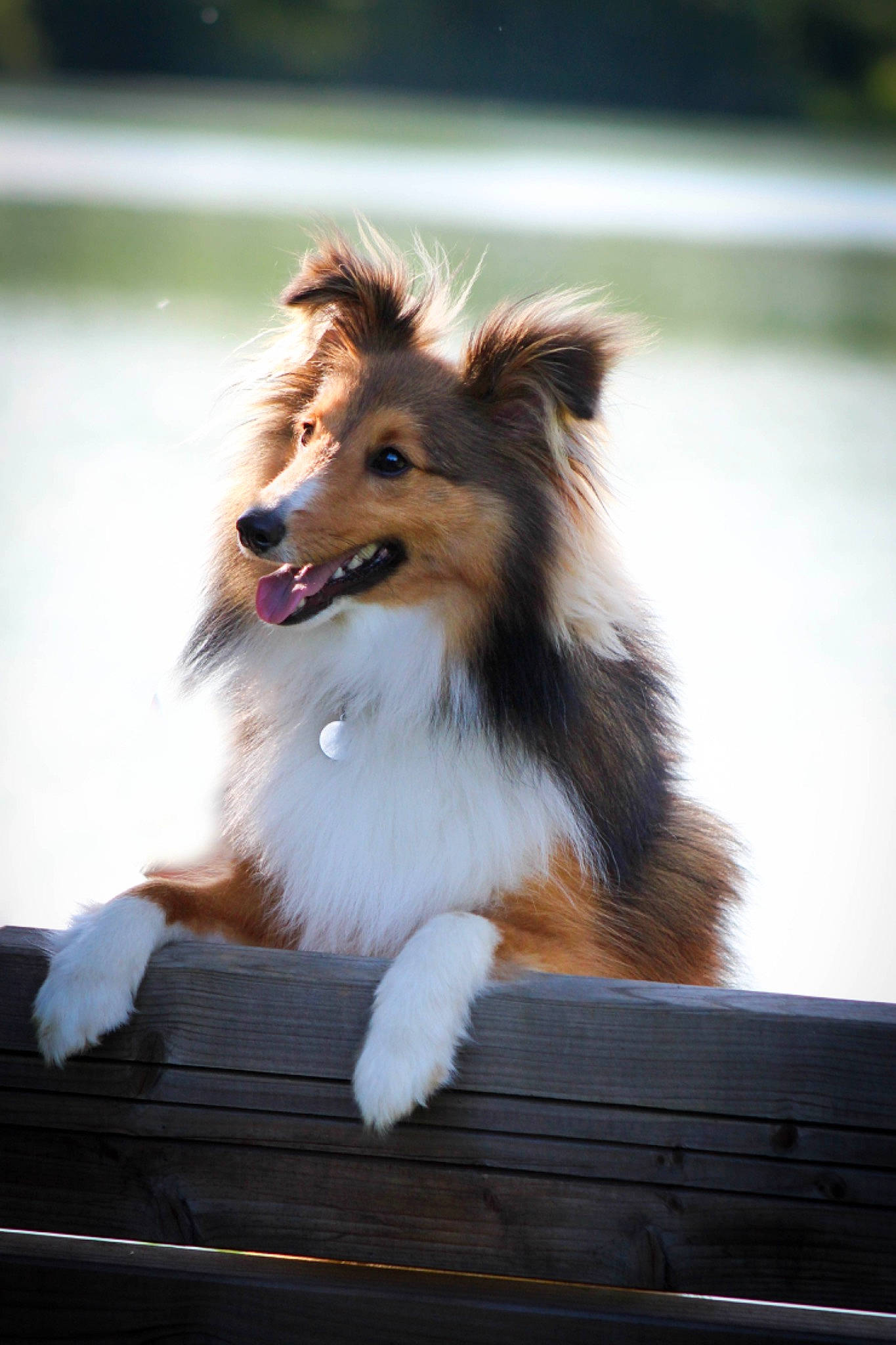 Uno a rejoint le concours — aidez-le/la à gagner de superbes lots ! biting, canidae, carnivore, collie, companion_dog, dog, dog_breed, fur, herding_dog, rough_collie, scotch_collie, shetland_sheepdog, snout, terrestrial_animal, whiskers, wood, working_dog