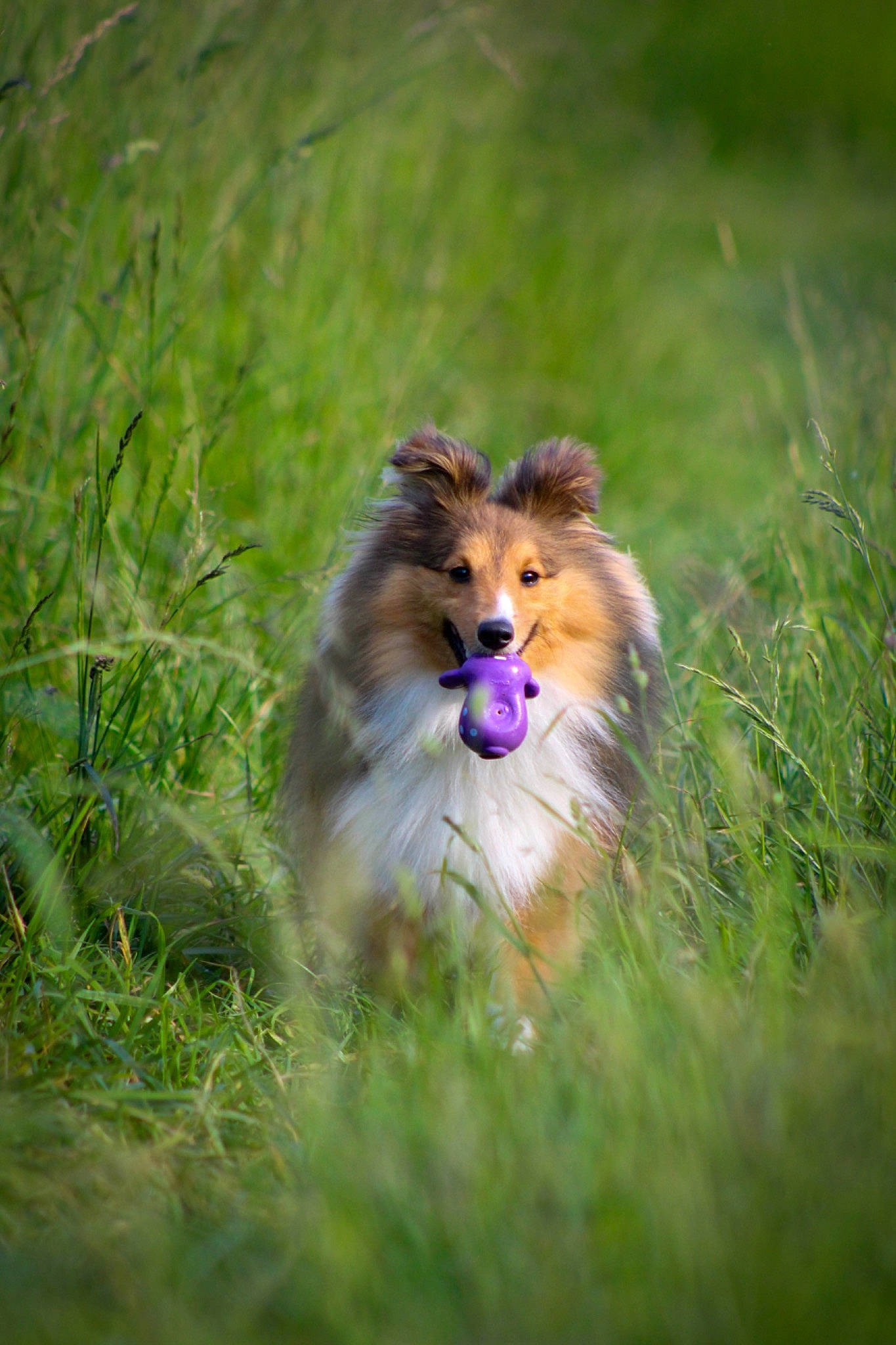 Uno participe au concours pour gagner de l'argent avec cette photo : canidae, carnivore, collie, companion_dog, dog, dog_breed, fawn, fur, german_spitz, german_spitz_klein, grass, grassland, plant, rough_collie, scotch_collie, shetland_sheepdog, snout, sporting_group, terrestrial_animal, whiskers