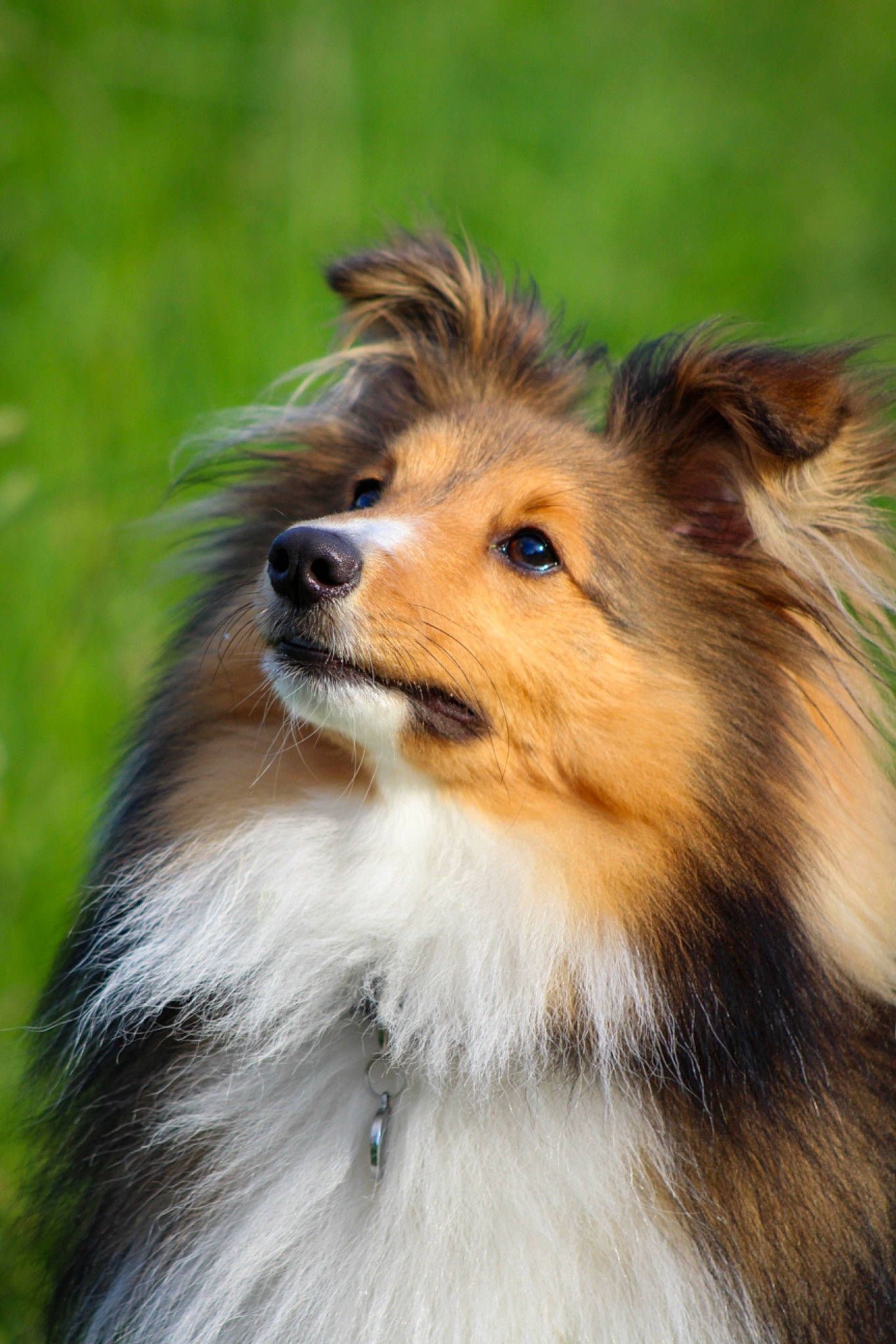 Uno participe au concours pour gagner de l'argent avec cette photo : canidae, carnivore, collie, companion_dog, dog, dog_breed, fawn, fur, rough_collie, scotch_collie, shetland_sheepdog, snout, terrestrial_animal, whiskers, wildlife, working_dog