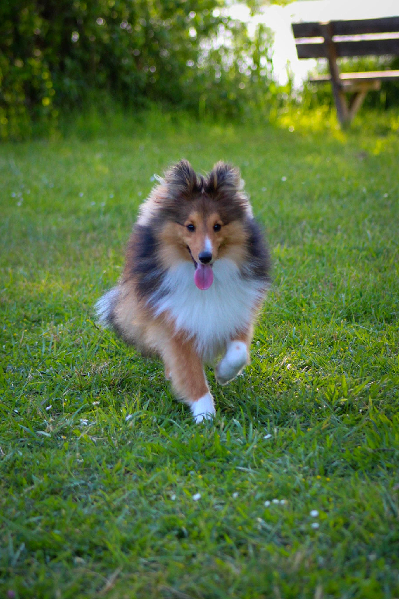 Uno participe au concours pour gagner de l'argent avec cette photo : canidae, carnivore, collie, companion_dog, dog, dog_breed, fawn, fur, grass, groundcover, plant, shetland_sheepdog, snout, sporting_group, tail, terrestrial_animal, tree, whiskers, wildlife, working_dog