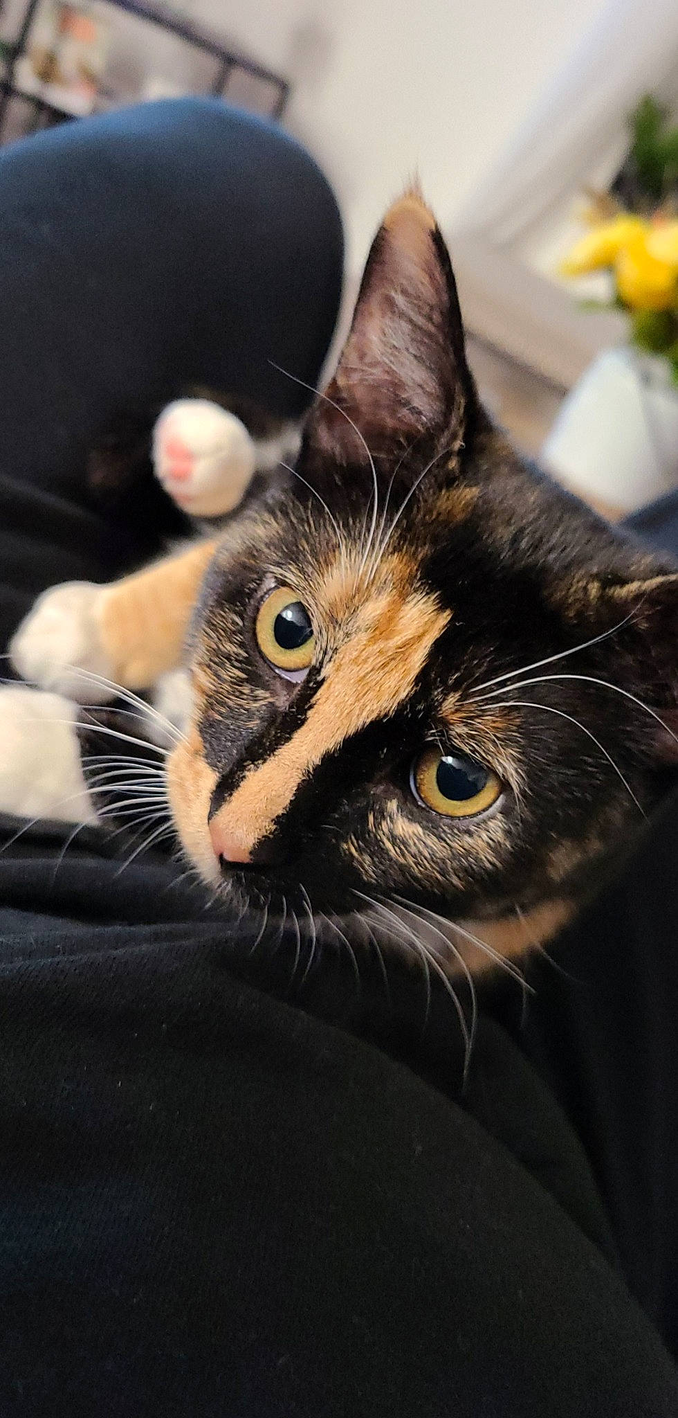 Connie joined the competition — help win amazing prizes! asian, black, black_cat, carnivore, cat, close_up, domestic_short_haired_cat, ear, european_shorthair, eye, felidae, fur, kitten, mammal, small_to_medium_sized_cats, snout, tabby_cat, whiskers