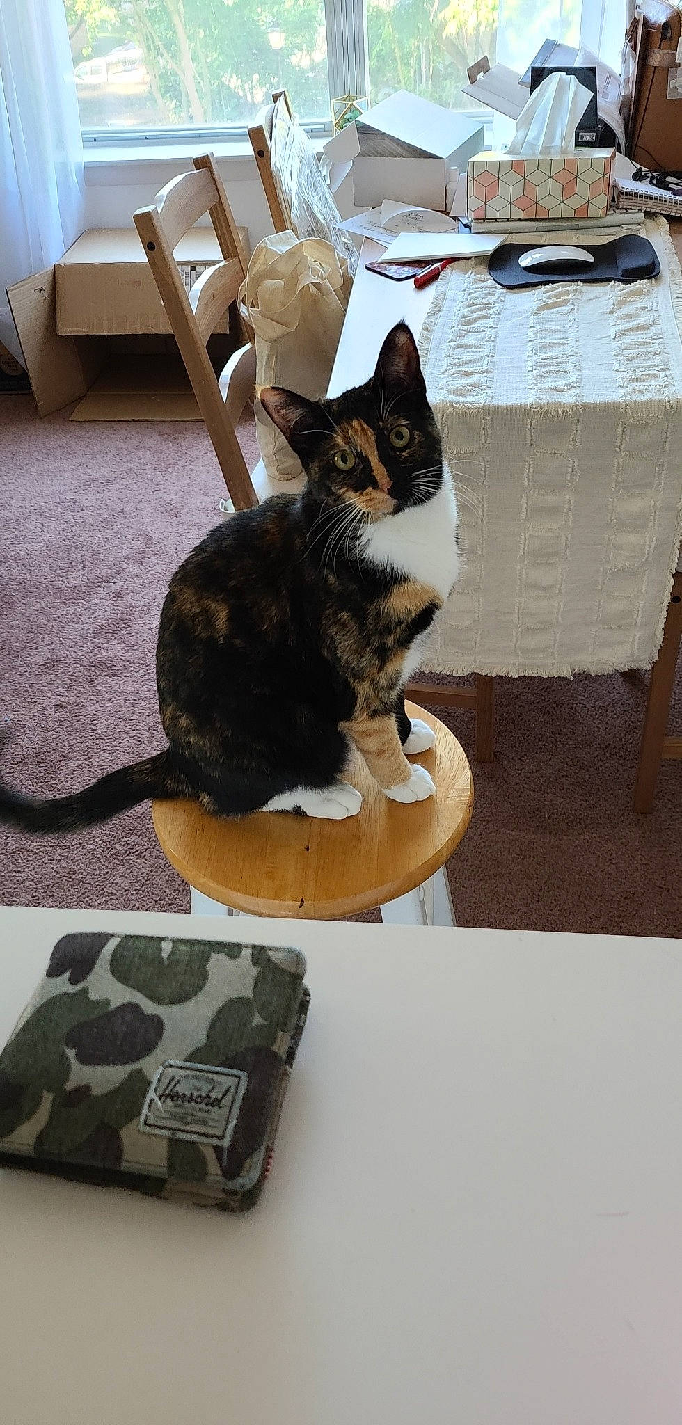 Connie is registered to the contest to win money with this photo: carnivore, cat, domestic_short_haired_cat, european_shorthair, felidae, kitten, small_to_medium_sized_cats, tail, whiskers