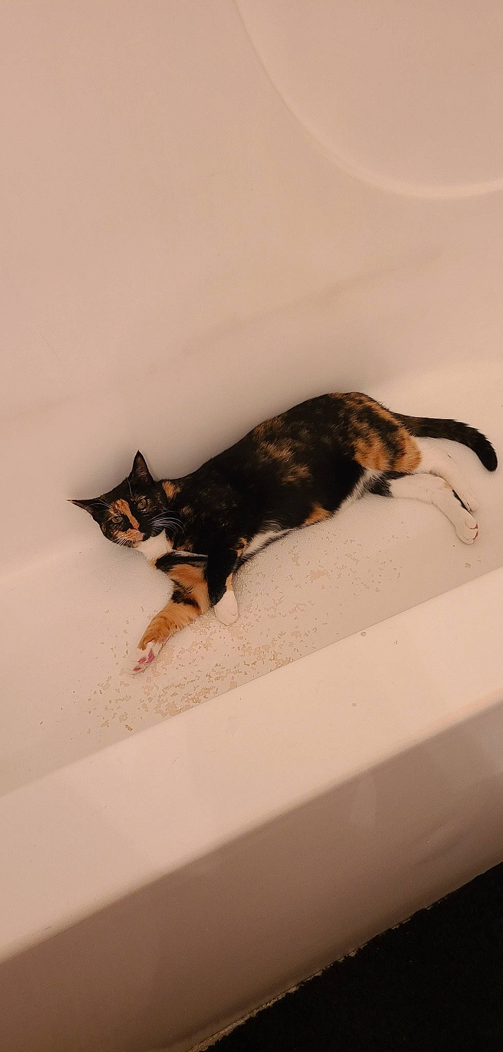 Connie is registered to the contest to win money with this photo: bathtub, carnivore, cat, domestic_short_haired_cat, ear, felidae, fur, small_to_medium_sized_cats, tail, whiskers