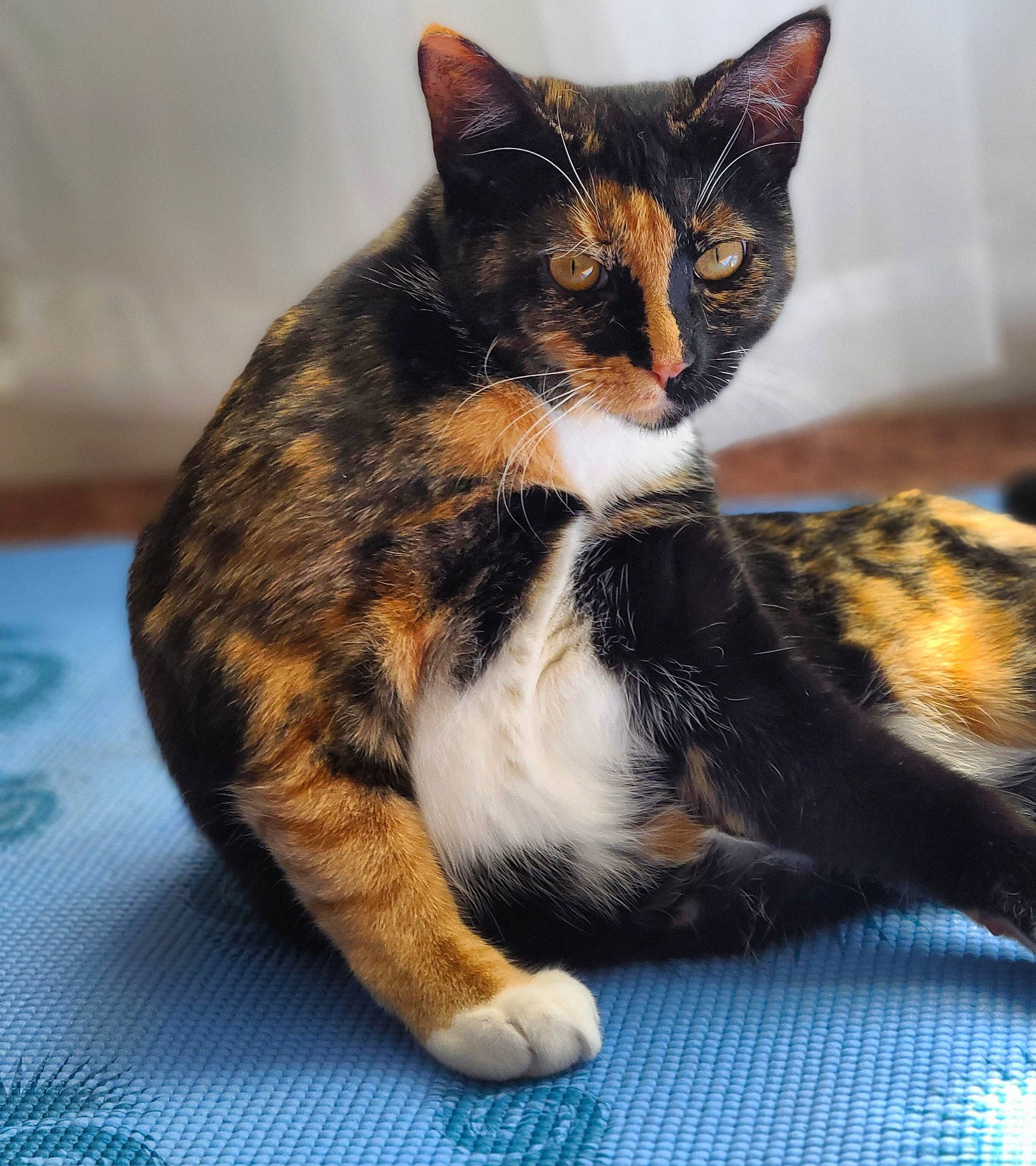 Connie is registered to the contest to win money with this photo: aegean_cat, american_wirehair, asian, carnivore, cat, domestic_short_haired_cat, european_shorthair, felidae, fur, kitten, mammal, paw, small_to_medium_sized_cats, tabby_cat, whiskers