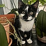 animal, black_and_white, cat, closeup, curious, cute, domestic, ears, eyes, feline, greenery, indoor, kitten, nature, pets, plants, potted_plants, whiskers, wooden_surface, young_cat