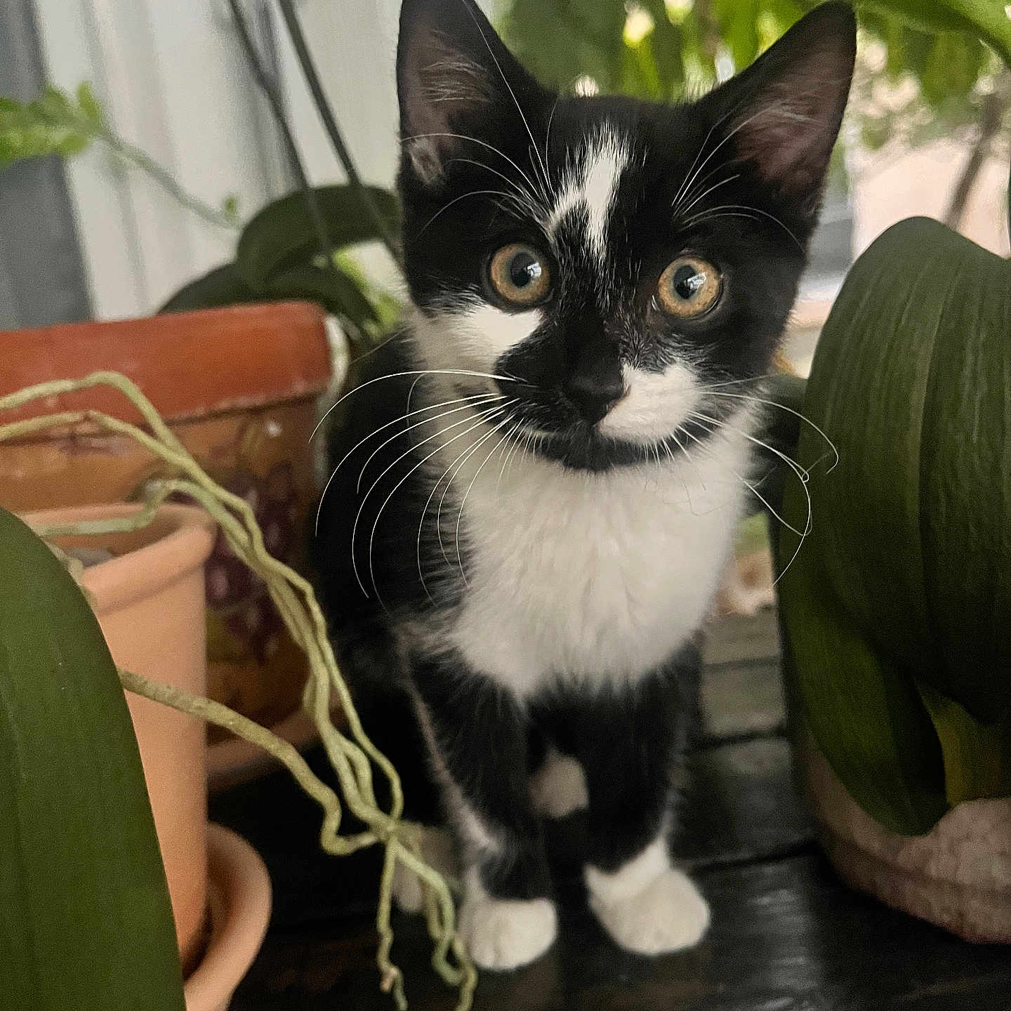 Wilder joined the competition — help win amazing prizes! animal, black_and_white, cat, closeup, curious, cute, domestic, ears, eyes, feline, greenery, indoor, kitten, nature, pets, plants, potted_plants, whiskers, wooden_surface, young_cat