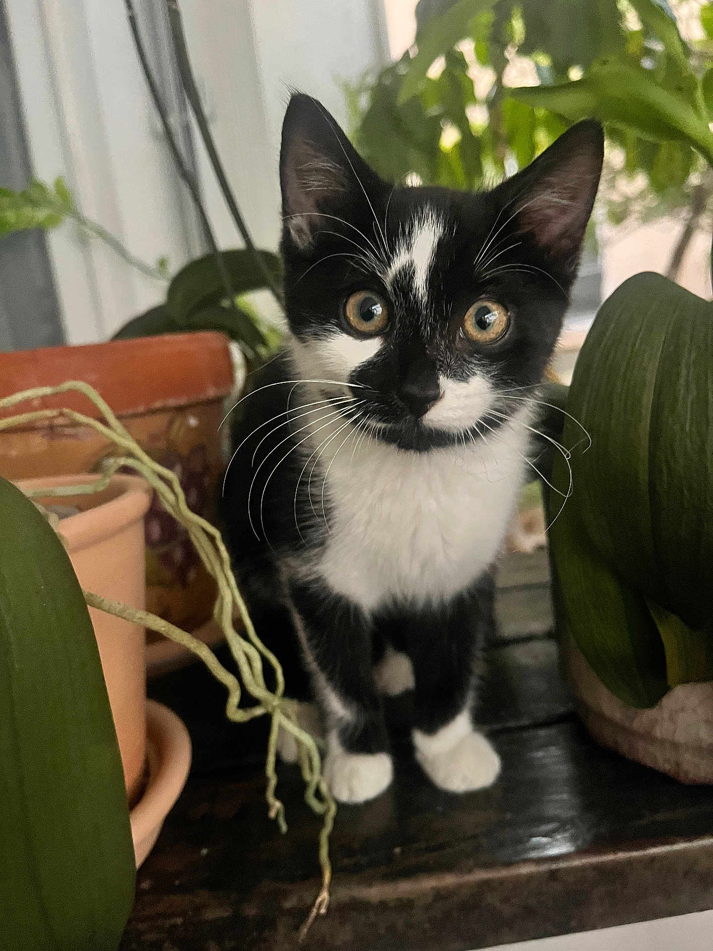 Wilder joined the competition — help win amazing prizes! animal, black_and_white, cat, closeup, curious, cute, domestic, ears, eyes, feline, greenery, indoor, kitten, nature, pets, plants, potted_plants, whiskers, wooden_surface, young_cat