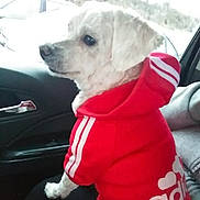 Bossco is registered to the contest to win money with this photo: animal, canine, car_interior, casual_clothing, companion, cute, dog, hoodie, human_arm, indoor, looking_out_window, pet, red_clothing, road_trip, seat, side_view, sitting, travel, white_dog, window