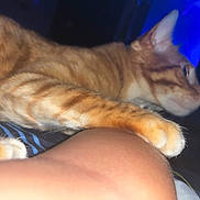 Charlie joined the competition — help win amazing prizes! cat, ginger_cat, tabby, paw, feline, pet, closeup, striped_fur, whiskers, ear, fur, indoor, bed, blanket, human_arm, portrait, cozy, night, blue_light, resting