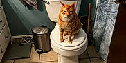 Charlie is registered to the contest to win money with this photo: cat, orange_tabby, toilet, bathroom, tiled_floor, towel, trash_can, shower_curtain, plunger, door, bathroom_scale, toilet_seat, cabinet, metal_handle, pet, sitting, indoor, floor_tile, home_interior, portrait