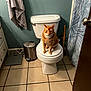 cat, orange_tabby, toilet, bathroom, tiled_floor, towel, trash_can, shower_curtain, plunger, door, bathroom_scale, toilet_seat, cabinet, metal_handle, pet, sitting, indoor, floor_tile, home_interior, portrait