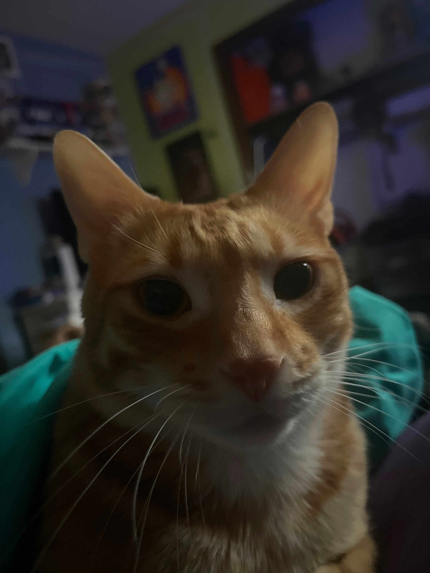 Charlie joined the competition — help win amazing prizes! cat, orange_tabby, pet, close_up, whiskers, ears, indoor, bedroom, cozy, portrait, feline, fur, nose, eyes, low_light, front_view, curious, domestic, sleepy, muzzle