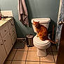 Charlie joined the competition — help win amazing prizes! cat, orange_cat, toilet, bathroom, towel, trash_can, tiles, shower_curtain, door, doorknob, cabinet, countertop, scale, plunger, sink, pet, indoor, feline, sitting, floor