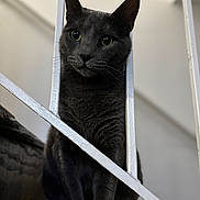 Oreo is registered to the contest to win money with this photo: banister, cat, close_up, curious, feline, fur, gray_cat, green_eyes, household, indoor, paws, pet, portrait, railing, shallow_depth_of_field, sitting, soft_lighting, staircase, vertical_bars, whiskers
