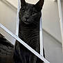 banister, cat, close_up, curious, feline, fur, gray_cat, green_eyes, household, indoor, paws, pet, portrait, railing, shallow_depth_of_field, sitting, soft_lighting, staircase, vertical_bars, whiskers