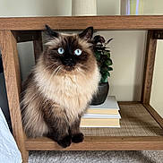 Snickers joined the competition — help win amazing prizes! animal, blue_eyes, books, candle, carpet, cat, cozy, cute, domestic_animal, fluffy, fur, furniture, home_decor, indoor, pet, plant, portrait, sitting, whiskers, wooden_shelf