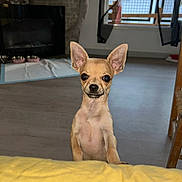 Danté participe au concours pour gagner de l'argent avec cette photo : dog, puppy, chihuahua, indoor, pet, ears, curious, standing, yellow, floor, window, fireplace, bowl, light, home, furniture, cute, small, animal, looking