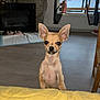 dog, puppy, chihuahua, indoor, pet, ears, curious, standing, yellow, floor, window, fireplace, bowl, light, home, furniture, cute, small, animal, looking