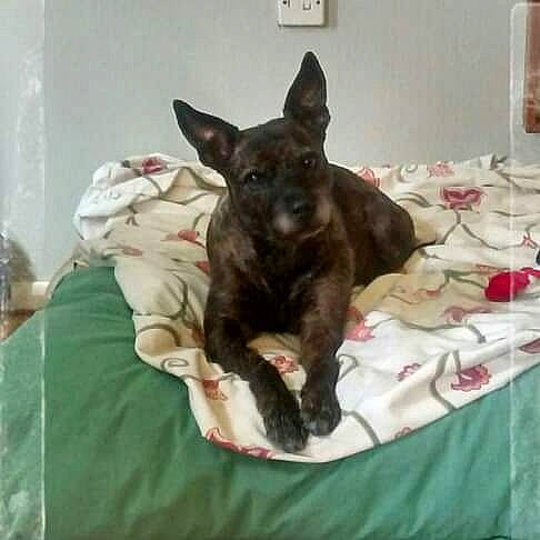 Chelsea joined the competition — help win amazing prizes! black_cat, carnivore, comfort, companion_dog, dog, dog_breed, ear, fawn, felidae, linens, liver, small_to_medium_sized_cats, snout, sporting_group, tablecloth, tableware, toy_dog, whiskers, wine_glass, working_animal