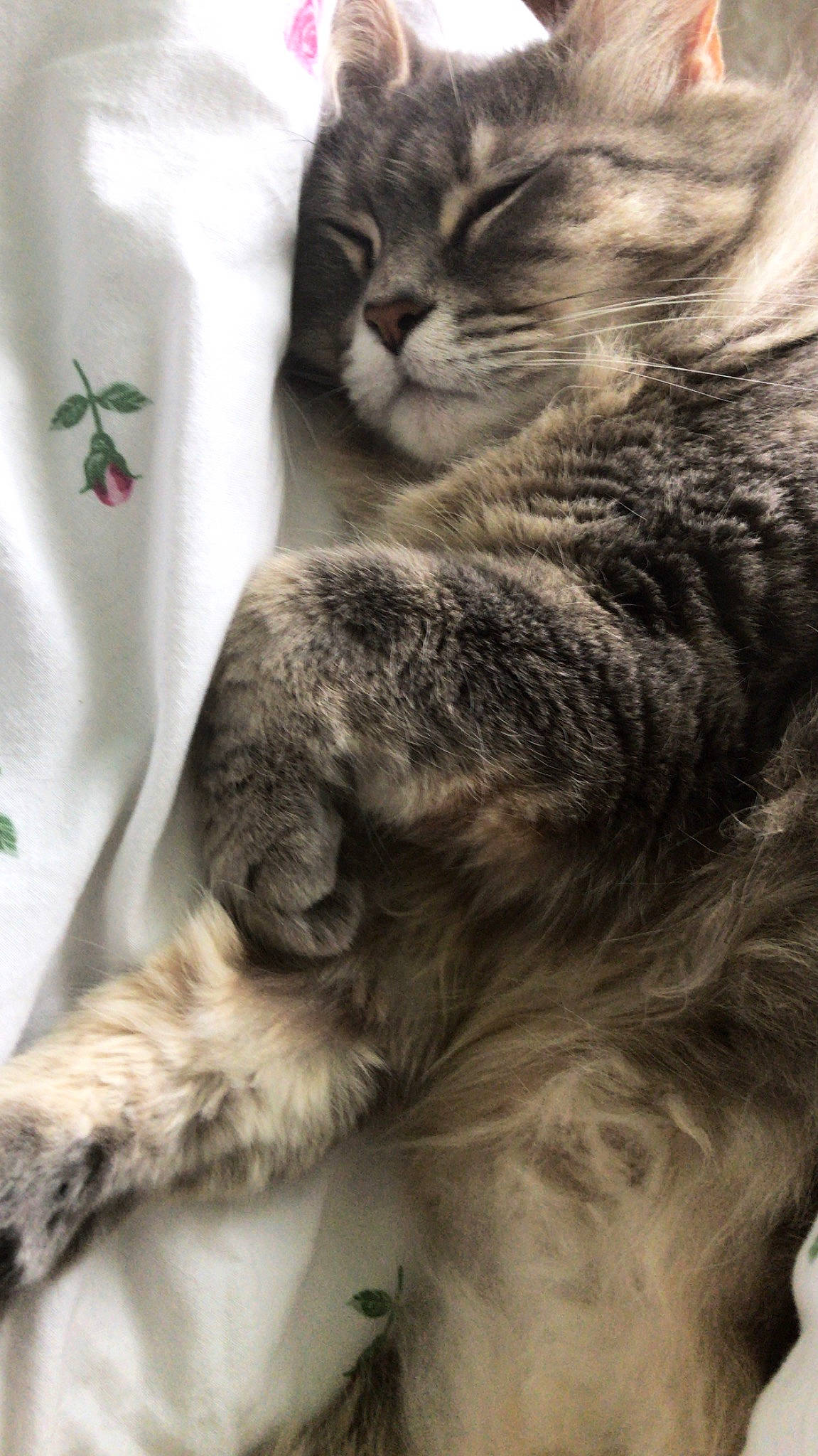 Cookie a rejoint le concours — aidez-le/la à gagner de superbes lots ! carnivore, cat, claw, comfort, curtain, domestic_short_haired_cat, felidae, fur, grey, linens, monochrome_photography, nap, pattern, paw, sleep, small_to_medium_sized_cats, snout, tail, tree, whiskers