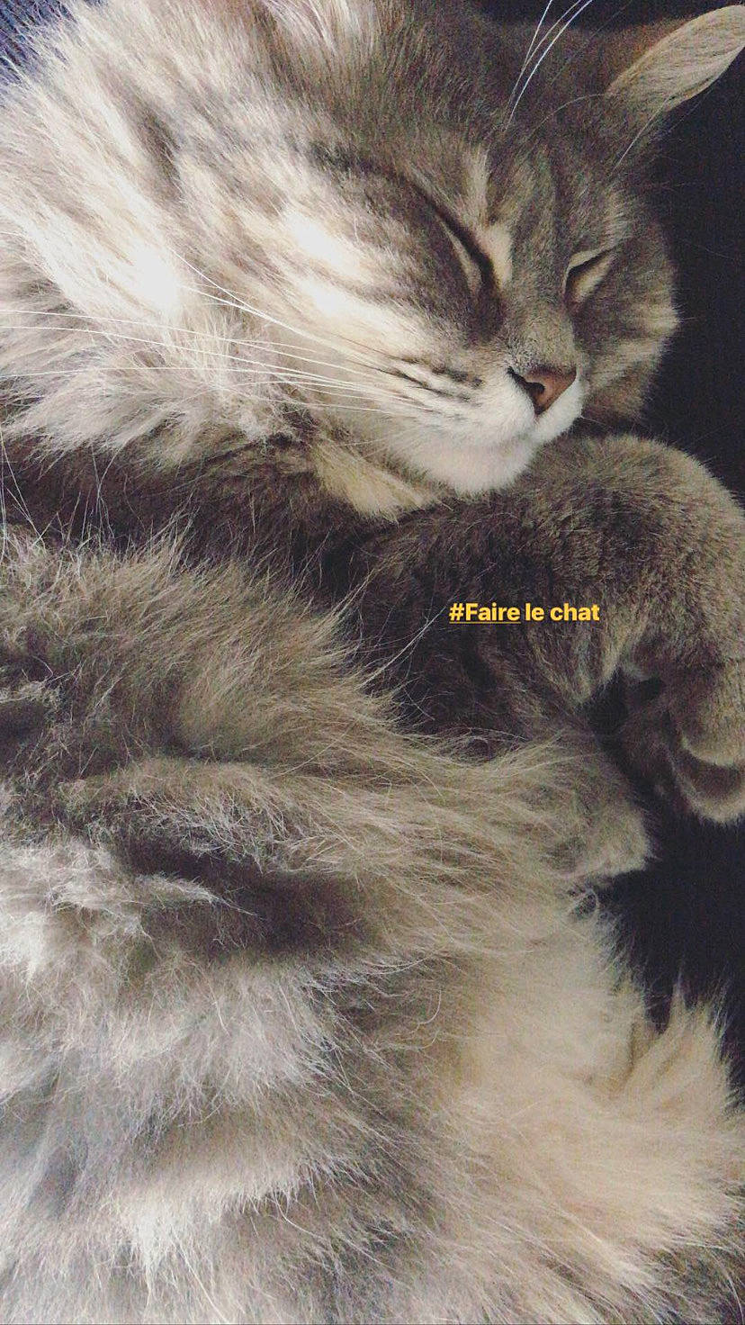 Cookie a rejoint le concours — aidez-le/la à gagner de superbes lots ! carnivore, cat, claw, close_up, comfort, domestic_short_haired_cat, felidae, fur, grey, paw, small_to_medium_sized_cats, snout, tail, terrestrial_animal, whiskers, wildlife