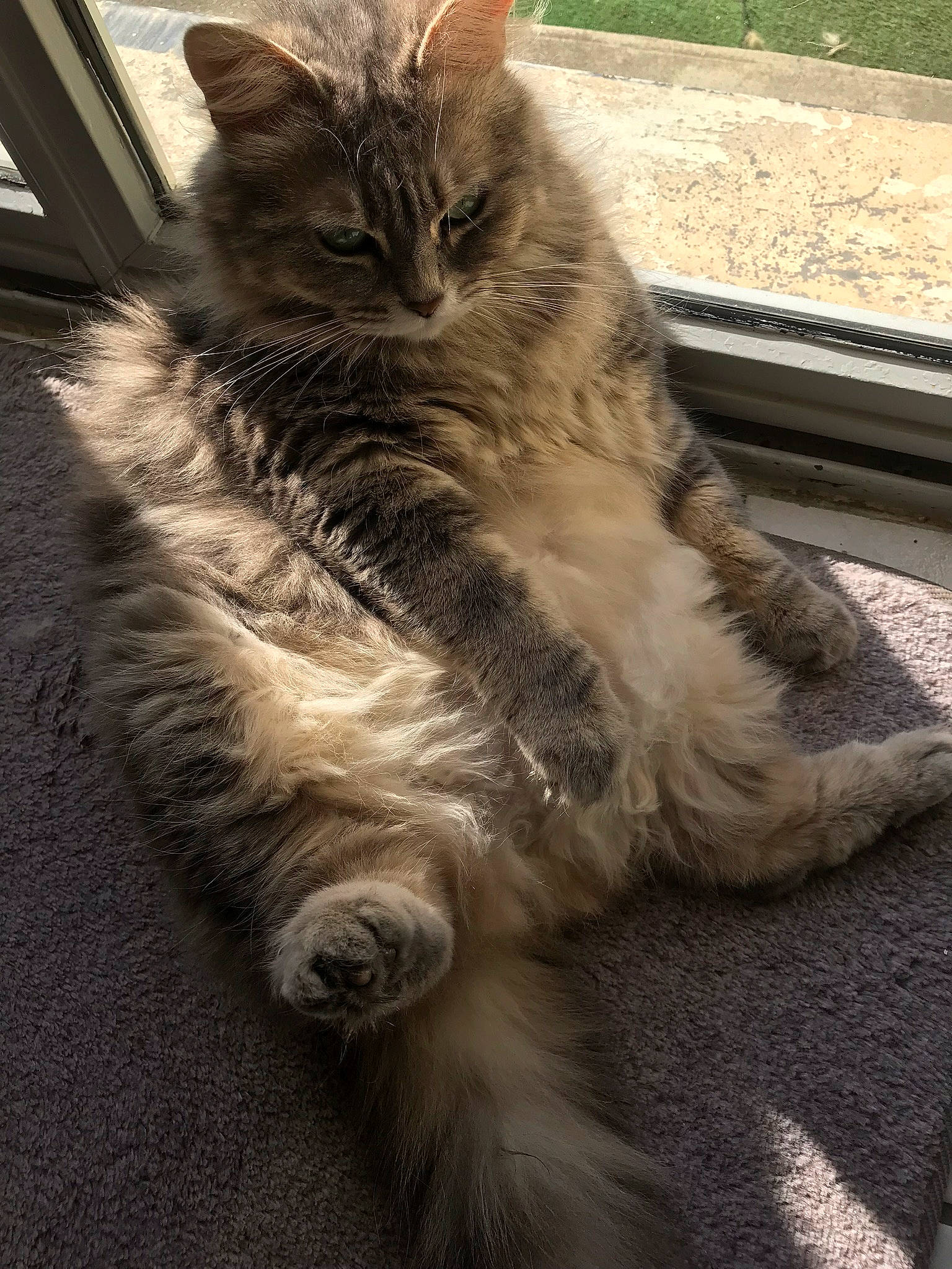 Cookie a rejoint le concours — aidez-le/la à gagner de superbes lots ! asphalt, carnivore, cat, claw, domestic_short_haired_cat, eye, fawn, felidae, fur, human_leg, paw, road_surface, sidewalk, sitting, small_to_medium_sized_cats, snout, street, tail, whiskers, window