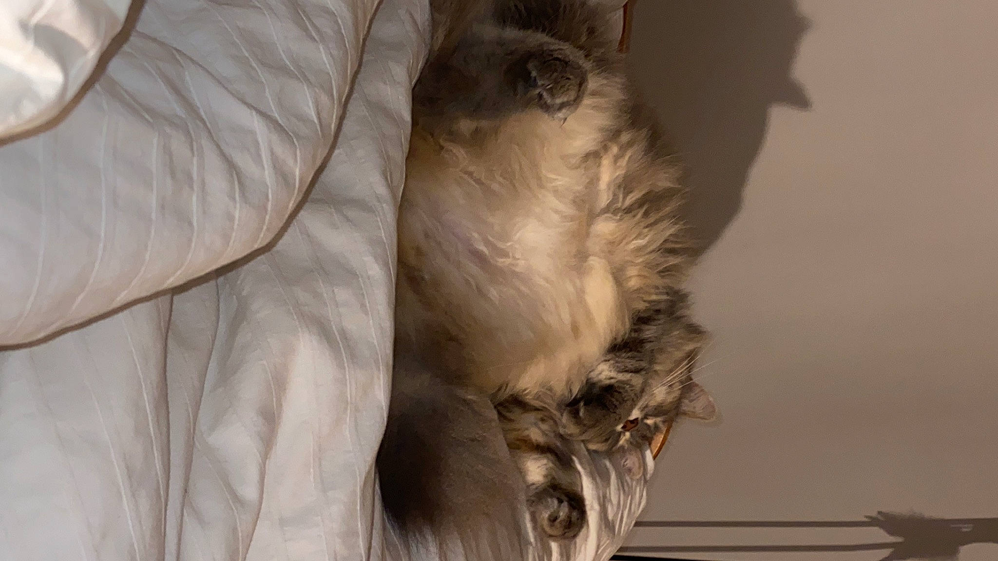 Cookie participe au concours pour gagner de l'argent avec cette photo : canidae, carnivore, claw, comfort, companion_dog, couch, dog_breed, ear, fawn, felidae, fur, grey, liver, paw, small_to_medium_sized_cats, sporting_group, tail, whiskers, wood, working_animal