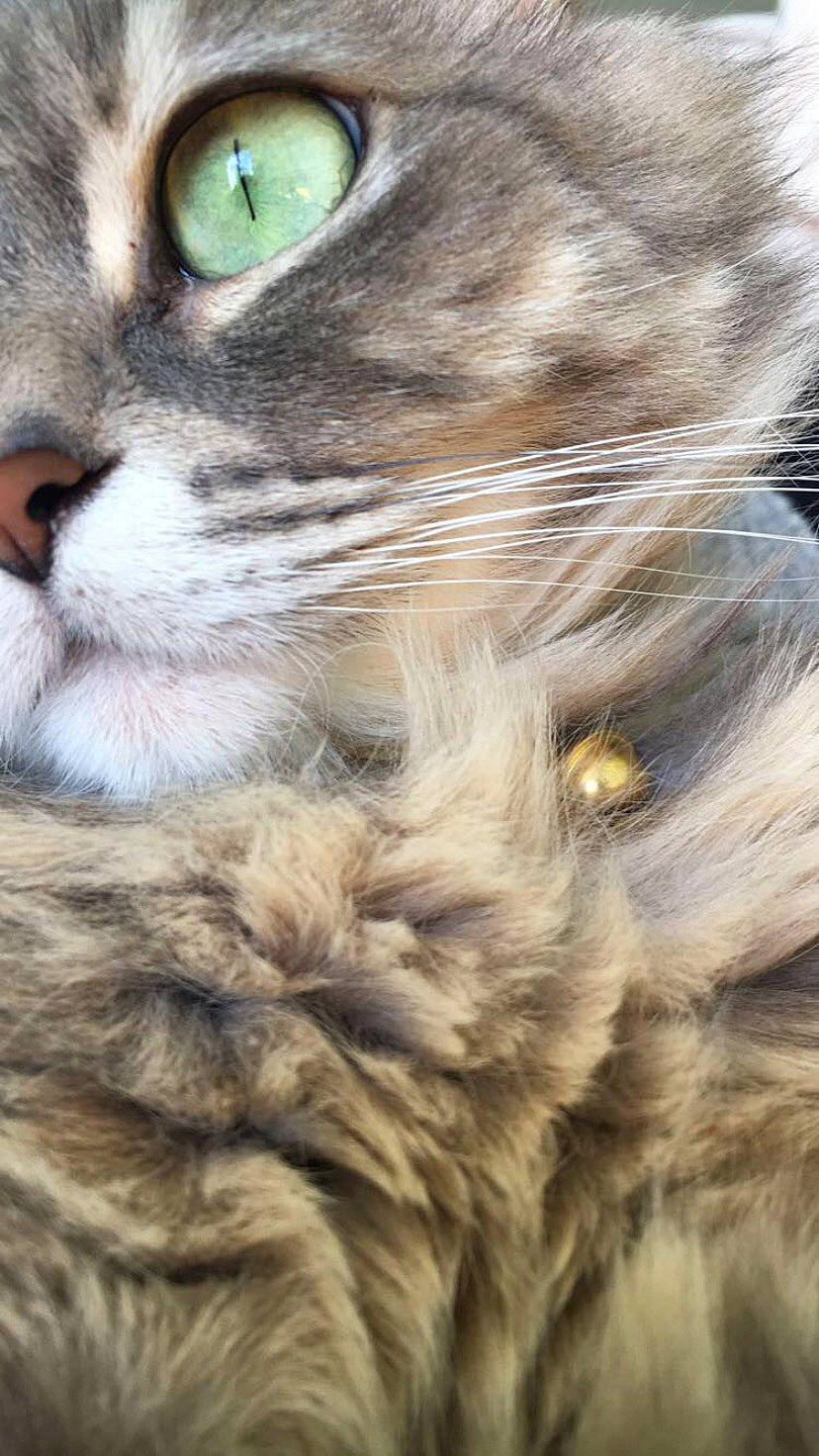 Cookie a rejoint le concours — aidez-le/la à gagner de superbes lots ! art, carnivore, cat, claw, close_up, domestic_short_haired_cat, eye, fawn, felidae, fur, grass, paw, plant, small_to_medium_sized_cats, tail, terrestrial_animal, tree, whiskers, wildlife, wood