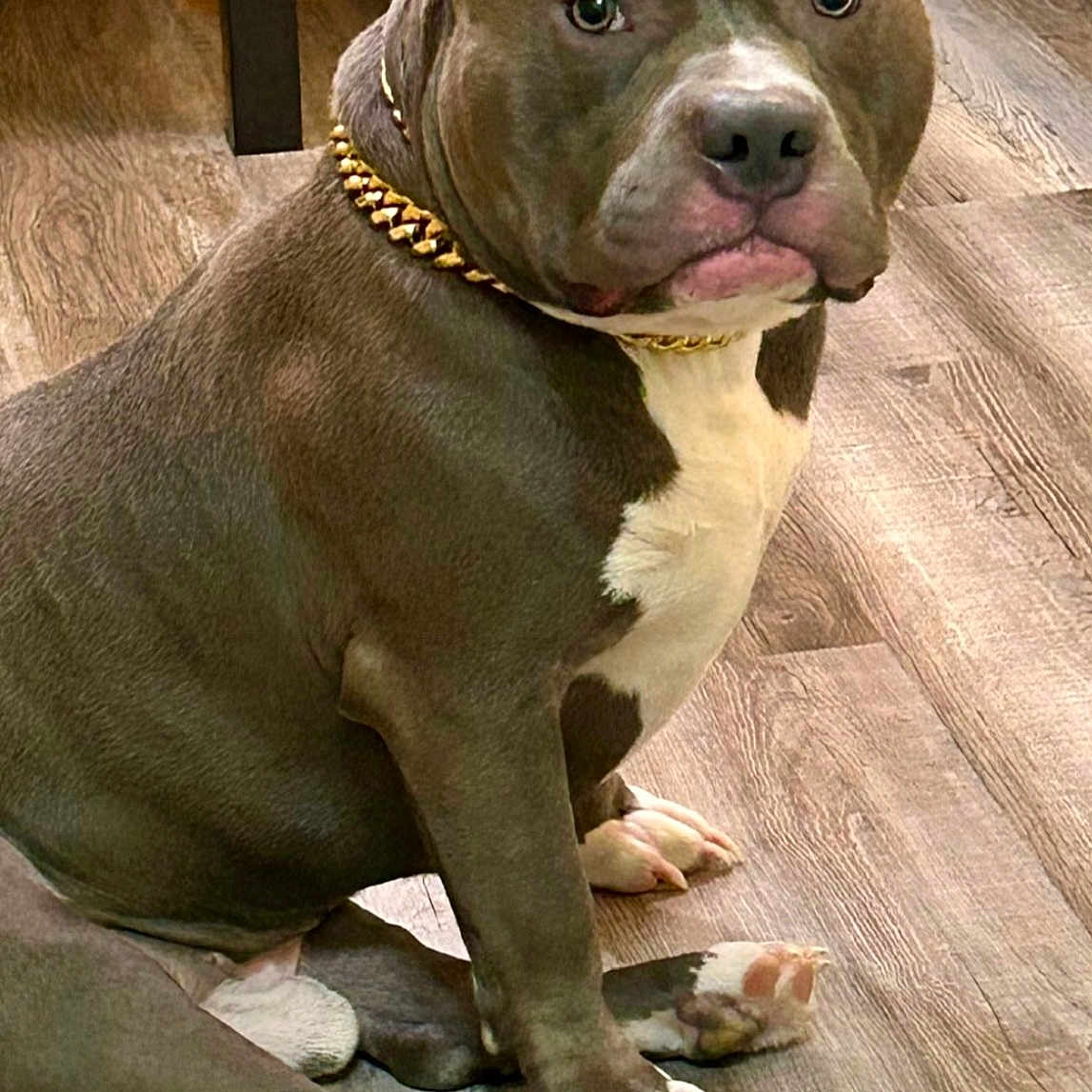 Blue is registered to the contest to win money with this photo: animal, brown_coat, canine, collar, companion, dog, domestic_animal, ears, floor, gold_chain, home, indoor, looking, paws, pet, pitbull, portrait, sitting, white_chest, wooden_floor