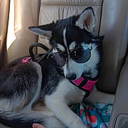 Ava Maye joined the competition — help win amazing prizes! dog, puppy, husky, sunglasses, pink_harness, car_seat, blanket, hand, fur, black_and_white, pet, animal, indoor, leisure, resting, cute, canine, travel, seat, companion