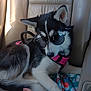 dog, puppy, husky, sunglasses, pink_harness, car_seat, blanket, hand, fur, black_and_white, pet, animal, indoor, leisure, resting, cute, canine, travel, seat, companion