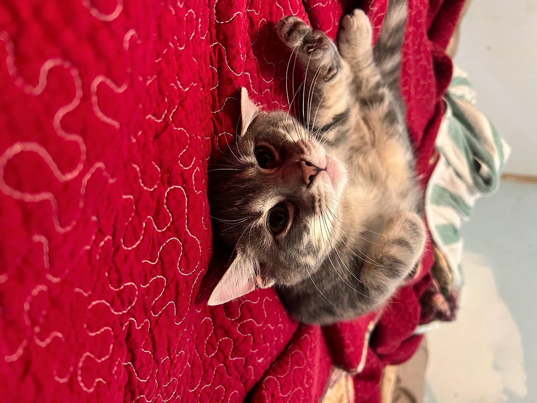 Snowcone is registered to the contest to win money with this photo: canidae, carmine, carnivore, cat, claw, domestic_short_haired_cat, fang, fawn, felidae, fur, gesture, macro_photography, magenta, pattern, paw, small_to_medium_sized_cats, snout, whiskers, wildlife