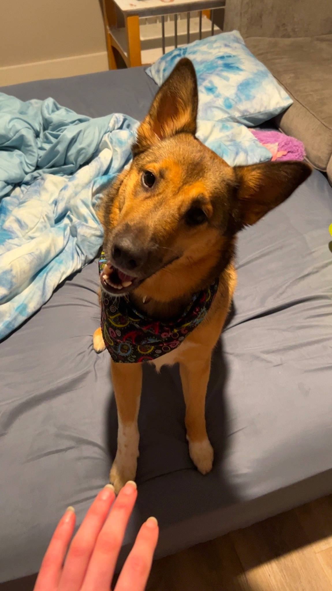 Bellatrix is registered to the contest to win money with this photo: canidae, carnivore, collar, companion_dog, dog, dog_breed, dog_clothes, dog_collar, dog_supply, fawn, flooring, fur, german_shepherd_dog, guard_dog, linens, snout, sporting_group, toy_dog, whiskers, working_animal