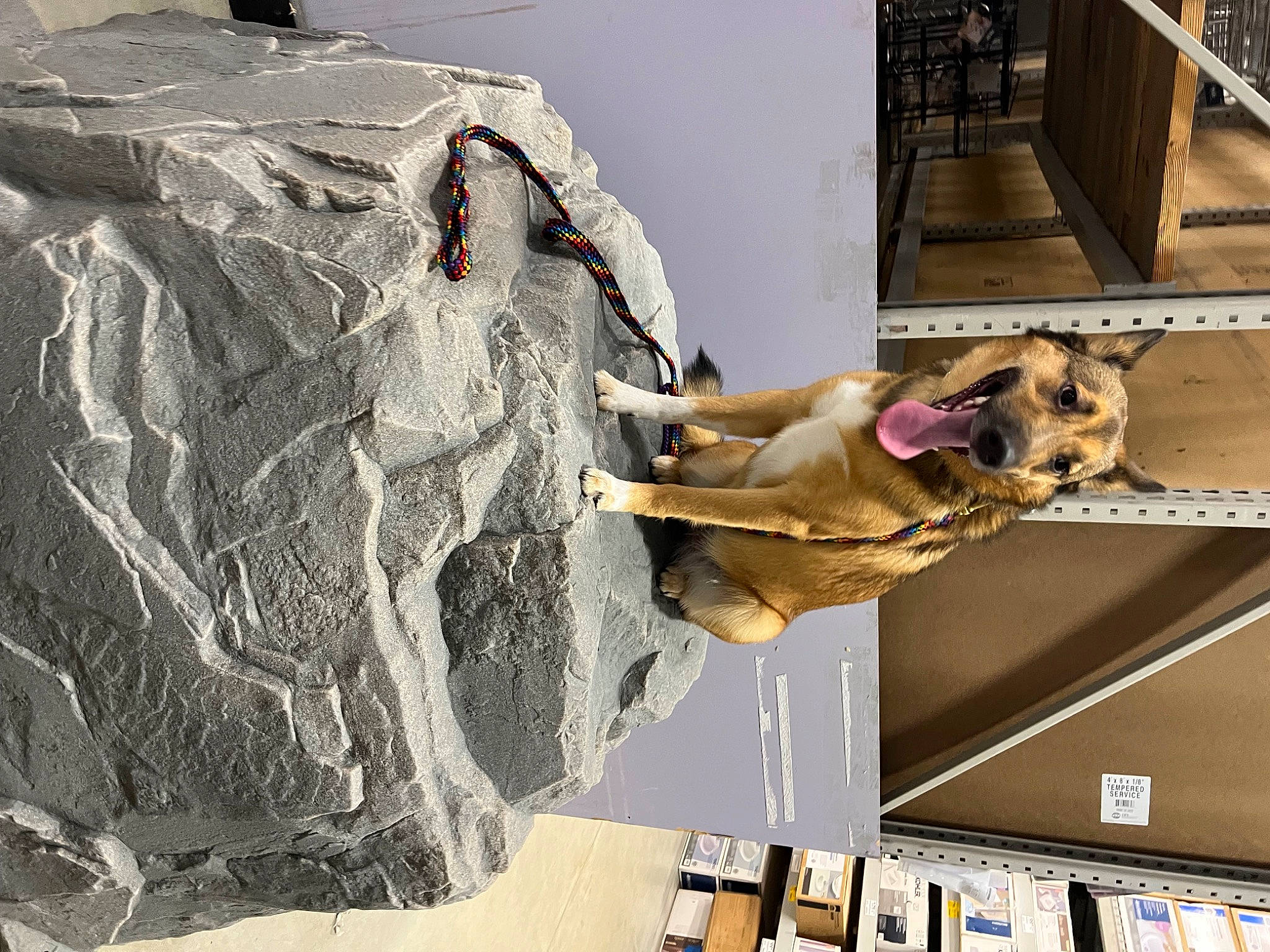 Bellatrix joined the competition — help win amazing prizes! art, building, carnivore, companion_dog, dog, dog_breed, fashion_design, font, mammal, rock, room, sculpture, visual_arts, wood