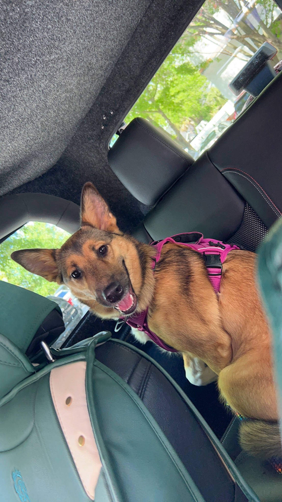 Bellatrix joined the competition — help win amazing prizes! auto_part, canidae, carnivore, collar, comfort, companion_dog, dog, dog_breed, dog_collar, dog_supply, fashion_accessory, fawn, leash, mammal, snout, sporting_group, vehicle, vehicle_door, vertebrate, window