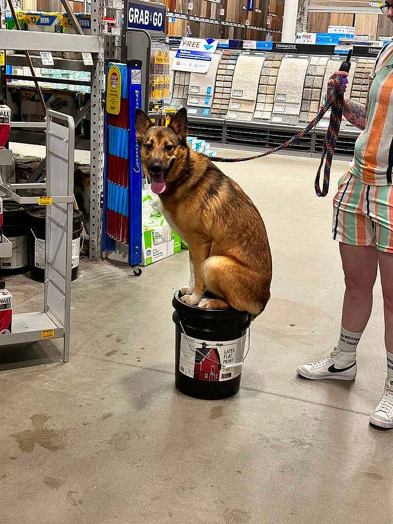 Bellatrix joined the competition — help win amazing prizes! bag, canidae, carnivore, companion_dog, dog, dog_breed, dog_supply, fashion_accessory, fawn, leash, luggage_and_bags, pet_supply, road, shoe, sidewalk, snout, sporting_group, street, tartan, travel