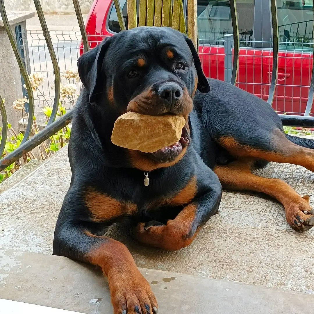 Barry a rejoint le concours — aidez-le/la à gagner de superbes lots ! ancient_dog_breeds, canidae, carnivore, companion_dog, dog, dog_breed, fawn, fence, giant_dog_breed, guard_dog, hound, hunting_dog, molosser, plant, rottweiler, snout, sporting_group, terrestrial_animal, working_animal, working_dog