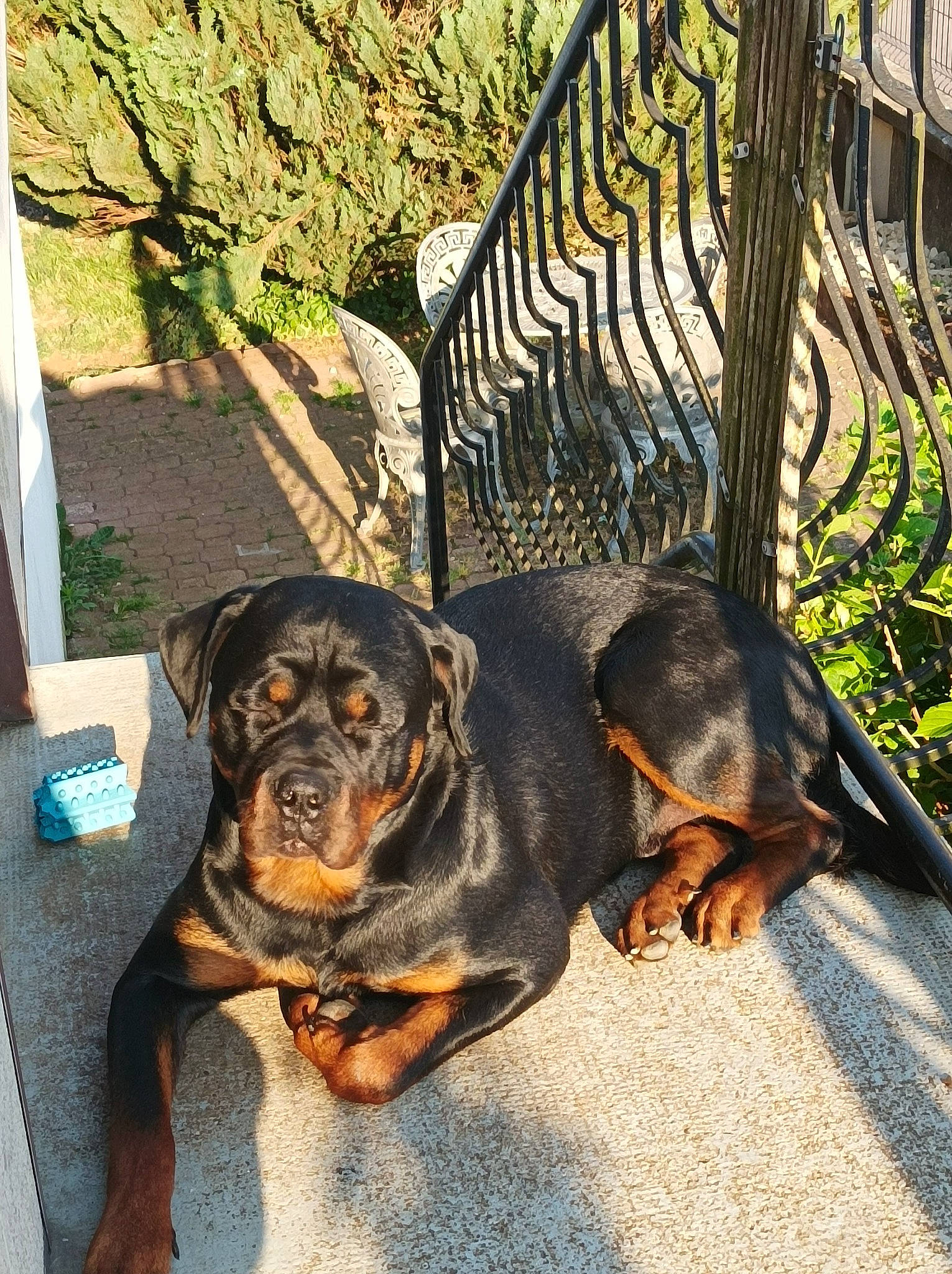 Barry a rejoint le concours — aidez-le/la à gagner de superbes lots ! asphalt, canidae, carnivore, collar, companion_dog, dog, dog_breed, fawn, fur, grass, guard_dog, metal, plant, road_surface, rottweiler, shadow, sporting_group, terrestrial_animal, working_animal, working_dog