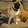 Charlie joined the competition — help win amazing prizes! dog, pug, couch, pet, animal, indoor, resting, blanket, collar, furniture, cute, sleeping, companion, cozy, domestic, friendship, relaxing, fur, canine, home
