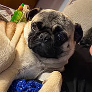 Charlie is registered to the contest to win money with this photo: dog, pug, pet, animal, close_up, indoor, blanket, knitted, fur, paw, cute, relaxed, cozy, household, furniture, face, snout, ears, companion, domestic