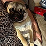 pug, dog, pet, sleepy, resting, leopard_print, blanket, tattoo, arm, couch, indoor, closeup, animal, cute, fur, paw, snout, relaxed, companion, home