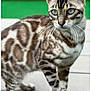 Ulla participe au concours pour gagner de l'argent avec cette photo : bengal_cat, cat, animal, pet, feline, blue_eyes, striped, spotted, fur, whiskers, ears, outdoor, wooden_surface, close_up, domestic_cat, mammal, portrait, standing, focus, green_background