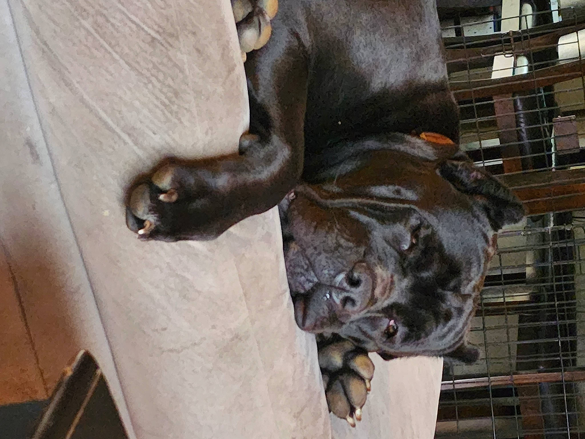 Hades joined the competition — help win amazing prizes! art, bronze, bronze_sculpture, canidae, dog_breed, felidae, fur, liver, mammal, metal, monument, sculpture, snout, sporting_group, statue, terrestrial_animal, vertebrate, wood, working_animal, wrinkle